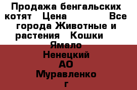 Продажа бенгальских котят › Цена ­ 20 000 - Все города Животные и растения » Кошки   . Ямало-Ненецкий АО,Муравленко г.